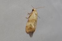 Phalonidia contractana