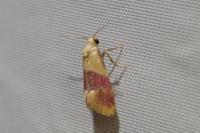 Diceratura ostrinana