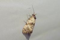 Cochylis molliculana