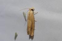 Eucosma conterminana