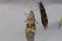 Celypha lacunana