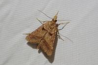 Stemmatophora brunnealis
