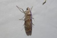Phycita roborella