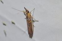 Etiella zinckenella