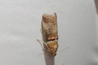 Acrobasis tumidana