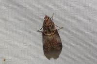 Acrobasis advenella