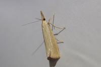 Agriphila straminella