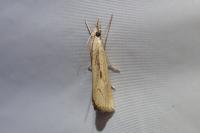 Agriphila geniculea