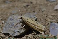 Ancylolomia tentaculella