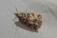 Eudonia mercurella