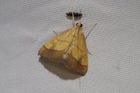 Evergestis limbata