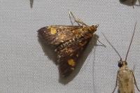 Pyrausta aurata