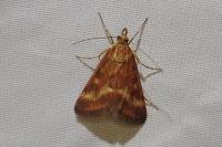 Pyrausta despicata
