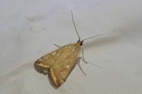 Loxostege sticticalis