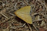 Sitochroa verticalis