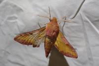 Deilephila porcellus