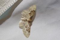 Idaea rusticata