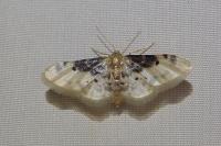 Idaea filicata