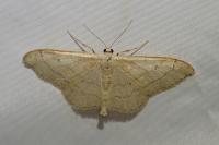 Idaea aversata