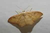 Idaea rubraria