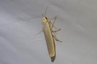 Eilema caniola