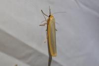 Manulea complana