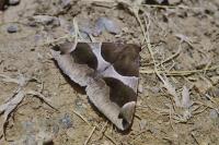 Dysgonia algira