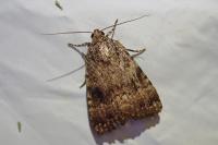 Amphipyra pyramidea