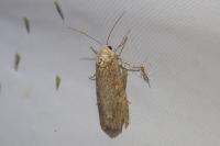 Spodoptera exigua