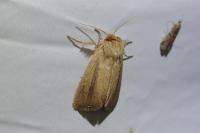 Sesamia nonagrioides