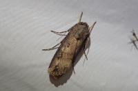 Agrotis ipsilon