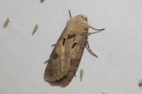 Agrotis exclamationis