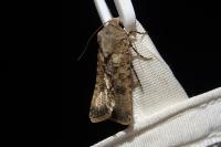 Agrotis segetum
