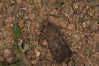 Agrotis segetum