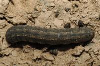 Agrotis ipsilon