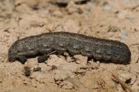 Agrotis ipsilon