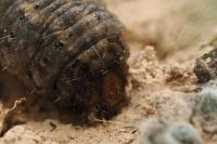 Agrotis ipsilon