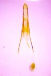 Phycitodes inquinatella