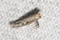 Parornix torquillella
