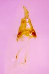 Parornix torquillella