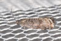 Grapholita funebrana