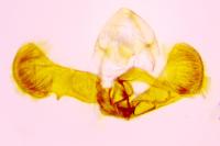 Grapholita funebrana