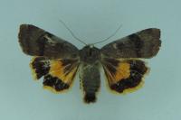 Noctua janthe