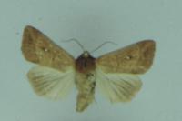 Mythimna albipuncta