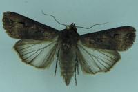 Agrotis ipsilon