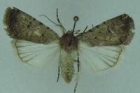 Caradrina clavipalpis
