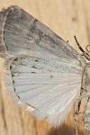Caradrina clavipalpis