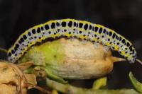 Calophasia lunula