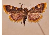 Hypsopygia costalis