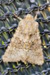 Hecatera dysodea